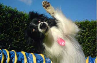 K9 – Escola de Cães - Foto 1