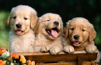 Love Pets Banho e Tosa Pet Shop - Foto 1