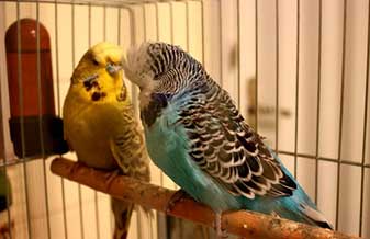 Frangos Cac - Foto 1