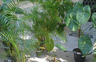 Lucais Viveiro de Plantas Ornamentais Ltda - Foto 1