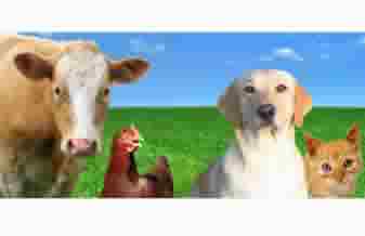 Pet Shop Dog Chik - Foto 1