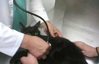 Clínica Veterinária Rio Claro - Foto 1