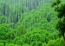 previsão do tempo em Rio Claro