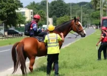 cavalo