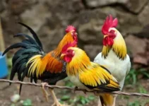 operação conjunta Rio Claro