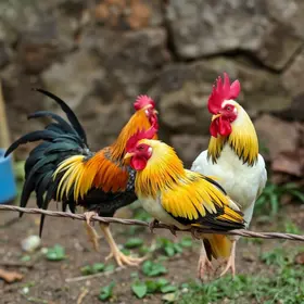 operação conjunta Rio Claro