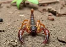 escorpiões Rio Claro