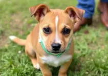 evento de adoção de pets