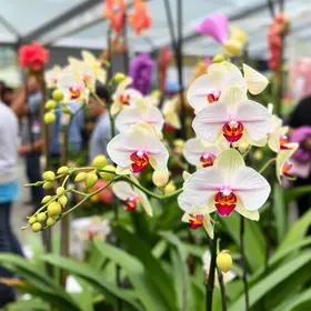 Exposição Nacional de Orquídeas