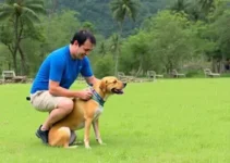 CãoCurso do AgitaCão
