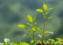 Rio Claro plantão online editais Lei Aldir Blanc