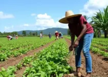 3º Dia de Campo Rota Agro