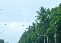 Rio Claro