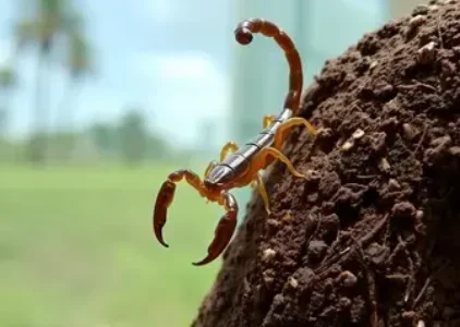 Últimas noticias de Rio Claro