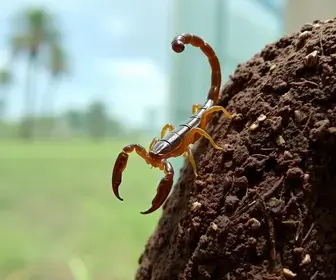 escorpiões no Jardim São Paulo